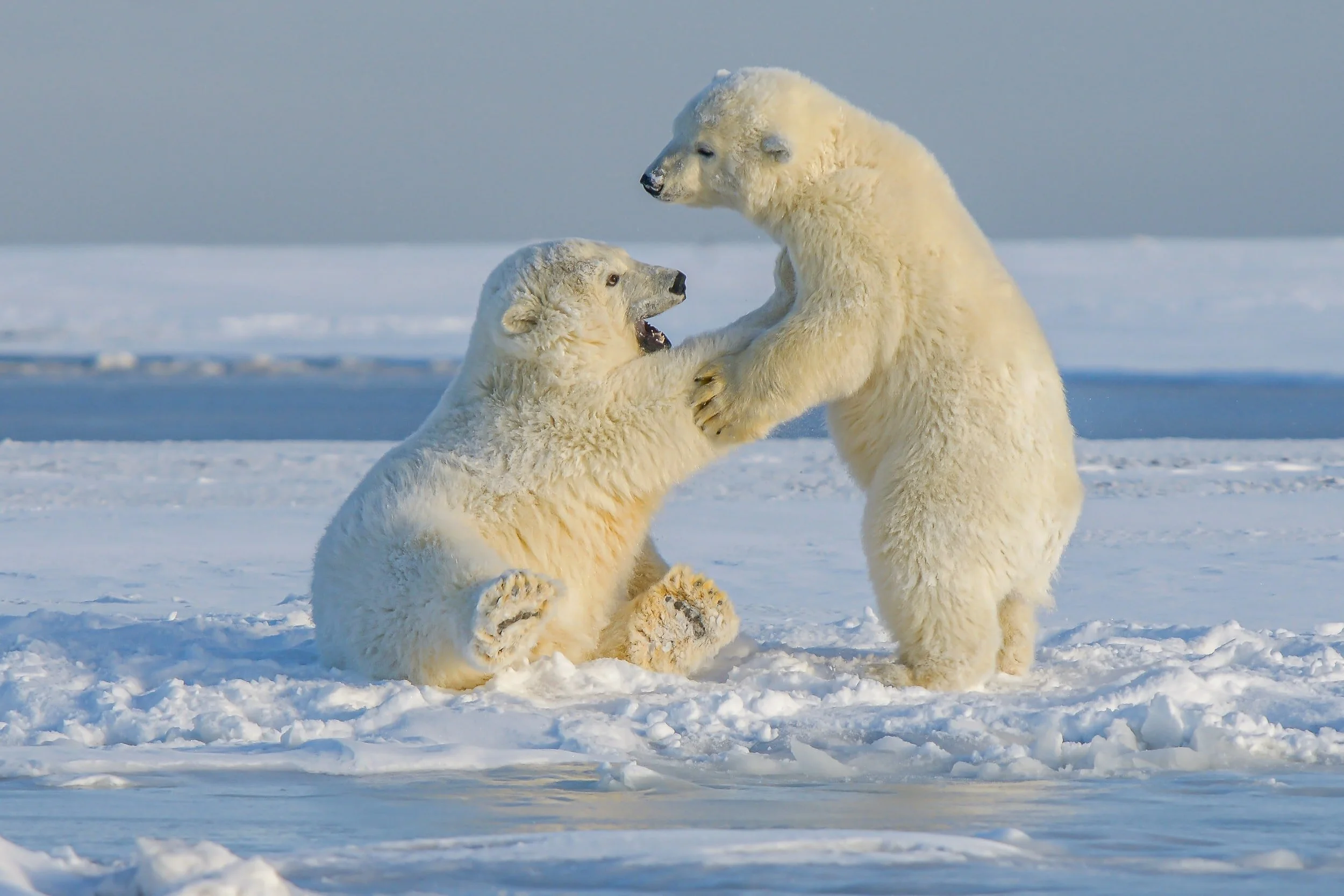 Climate Change adaptation - Resist? Accept? Direct?