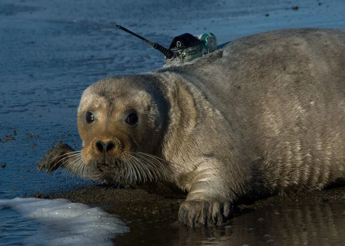 Comment To Support Critical Habitat Designations For Ringed And Bearded Comment To Support Critical Habitat Designations For Ringed And Bearded