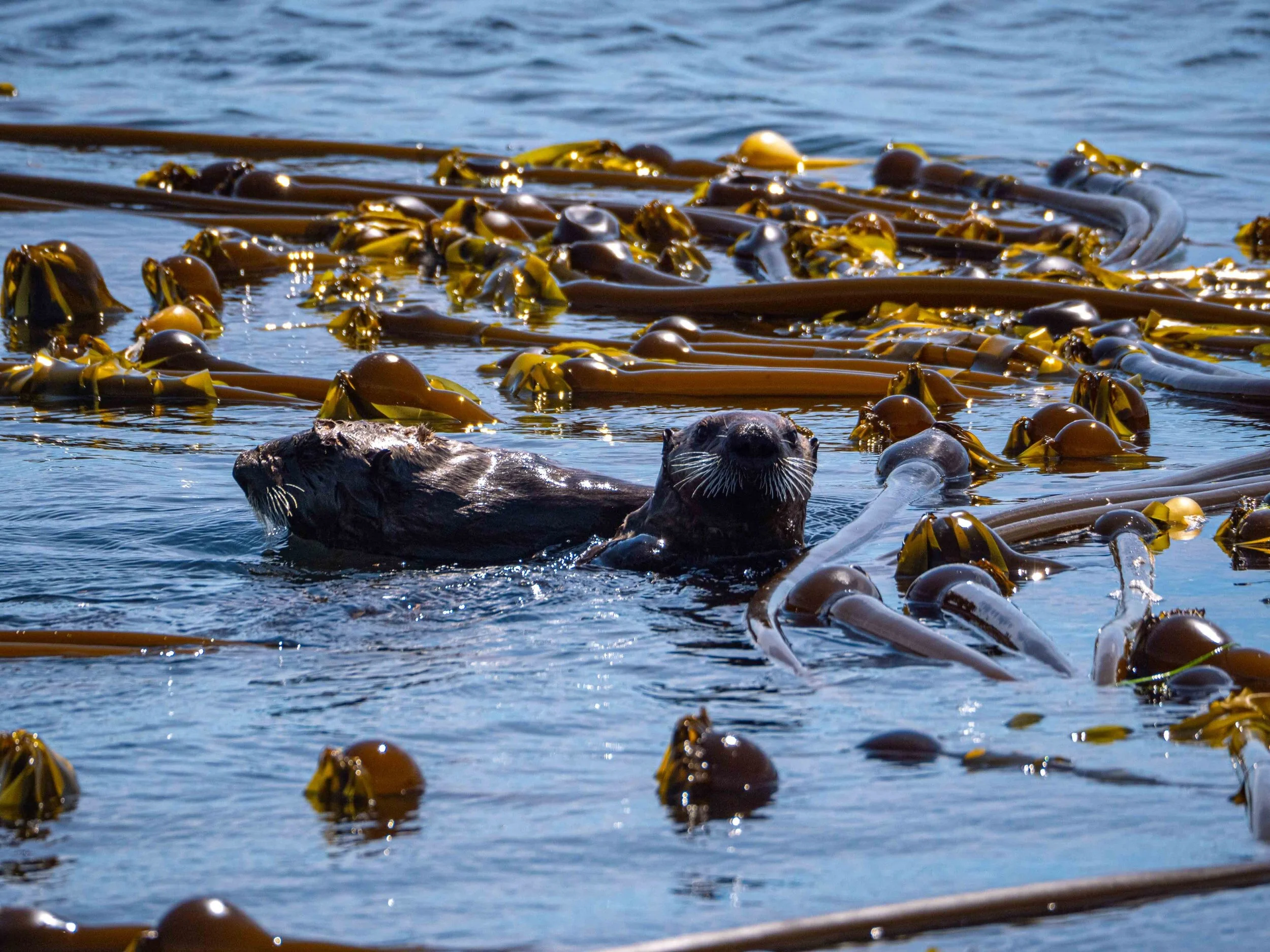 Wildlife Wednesday: Sea otters, nearshore communities, and graduate students in Southeast Alaska, oh my! A headfirst dive into fieldwork