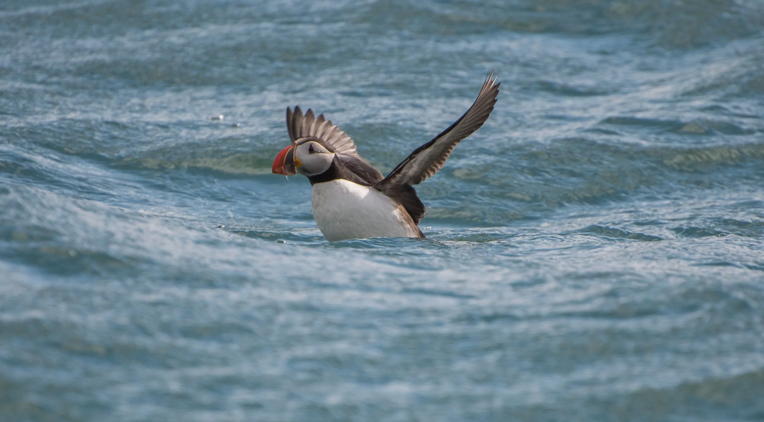 Beached Bird Survey Training