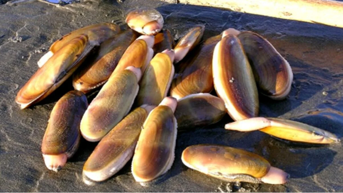 VIDEO: Wildlife Wednesday- What's Going on with East Cook Inlet Razor Clams? An Update on the Stock Since the 2015 Closure