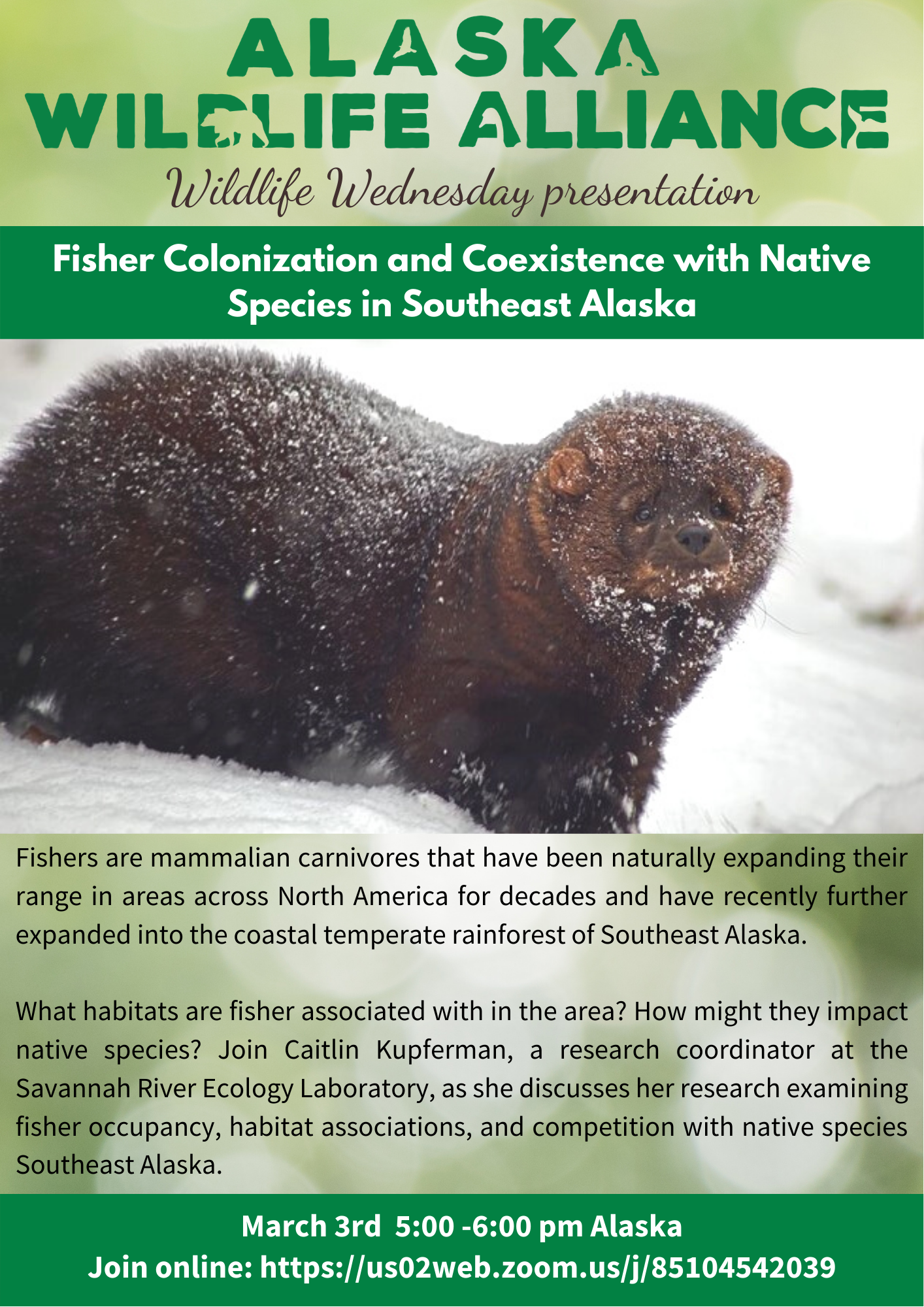 Southeast Wildlife Wednesday: Fisher Colonization and Coexistence with  Native Species in Southeast Alaska — Alaska Wildlife Alliance (AWA)