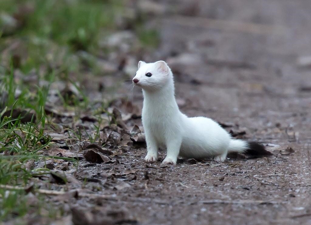 Species Spotlight! Ermine: The Color-Changing Weasel — Alaska Wildlife  Alliance (AWA)