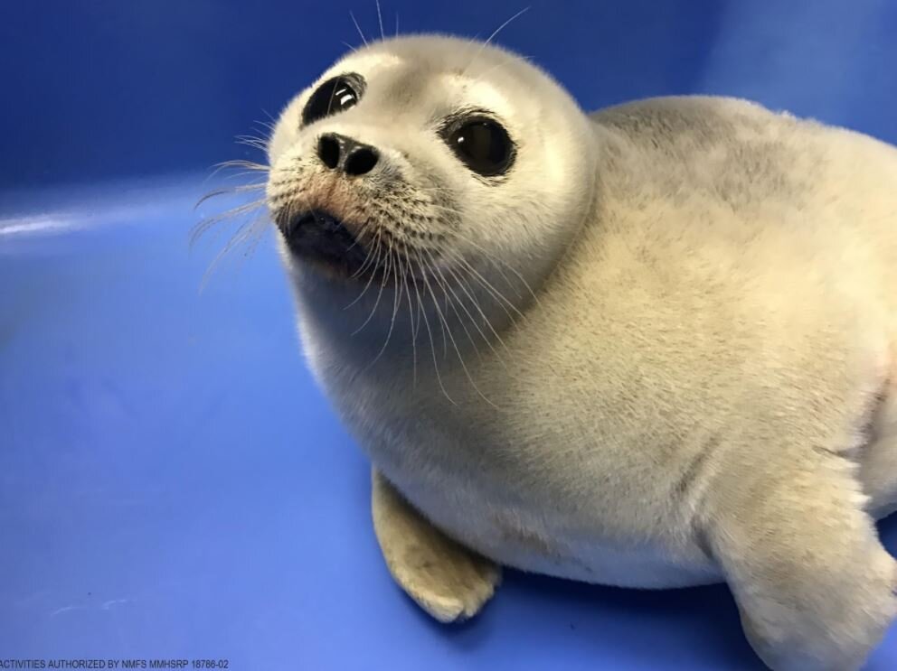 Blauwe plek verband vork Species Spotlight! Ringed Seal: Adorable and At-Risk — Alaska Wildlife  Alliance (AWA)