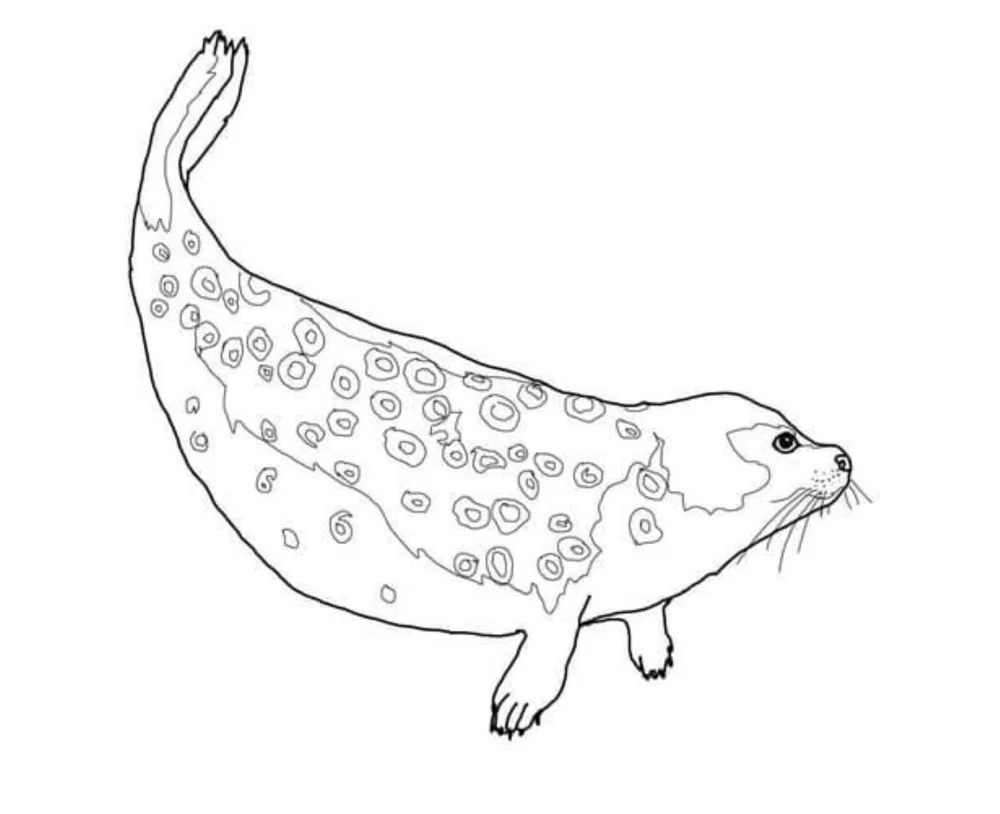 Species Spotlight! Ringed Seal Adorable and AtRisk — Alaska Wildlife