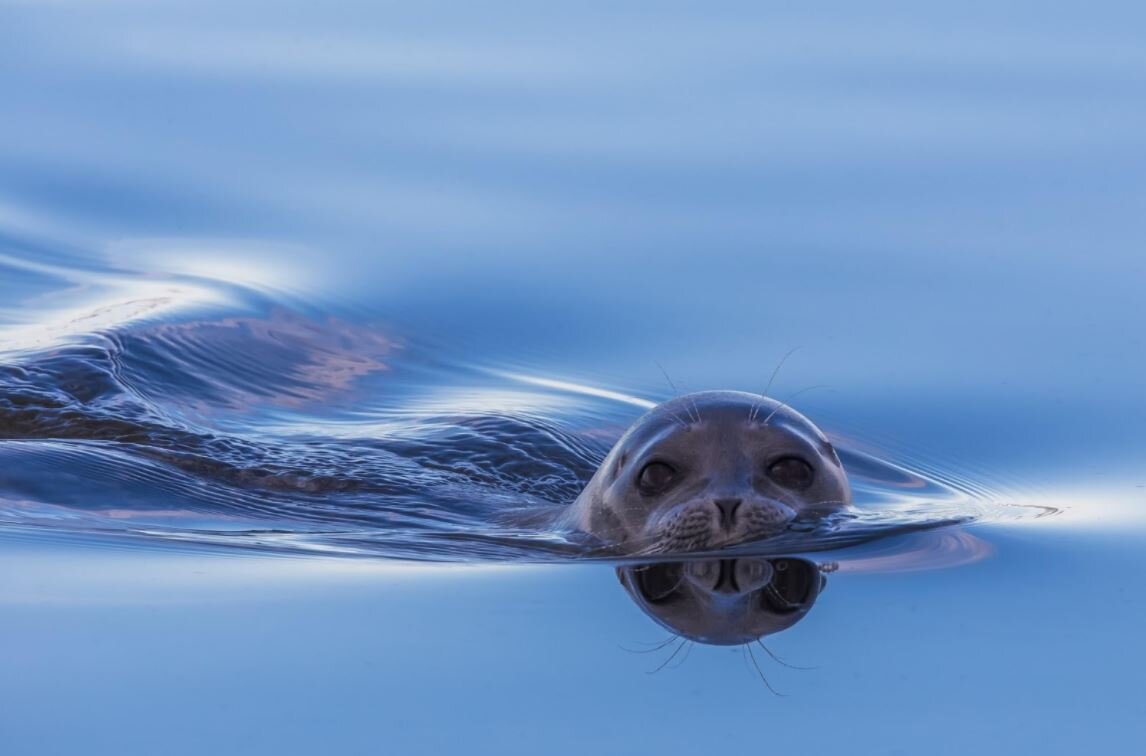 Species Spotlight! Ringed Seal Adorable and At-Risk — Alaska Wildlife Alliance (AWA)