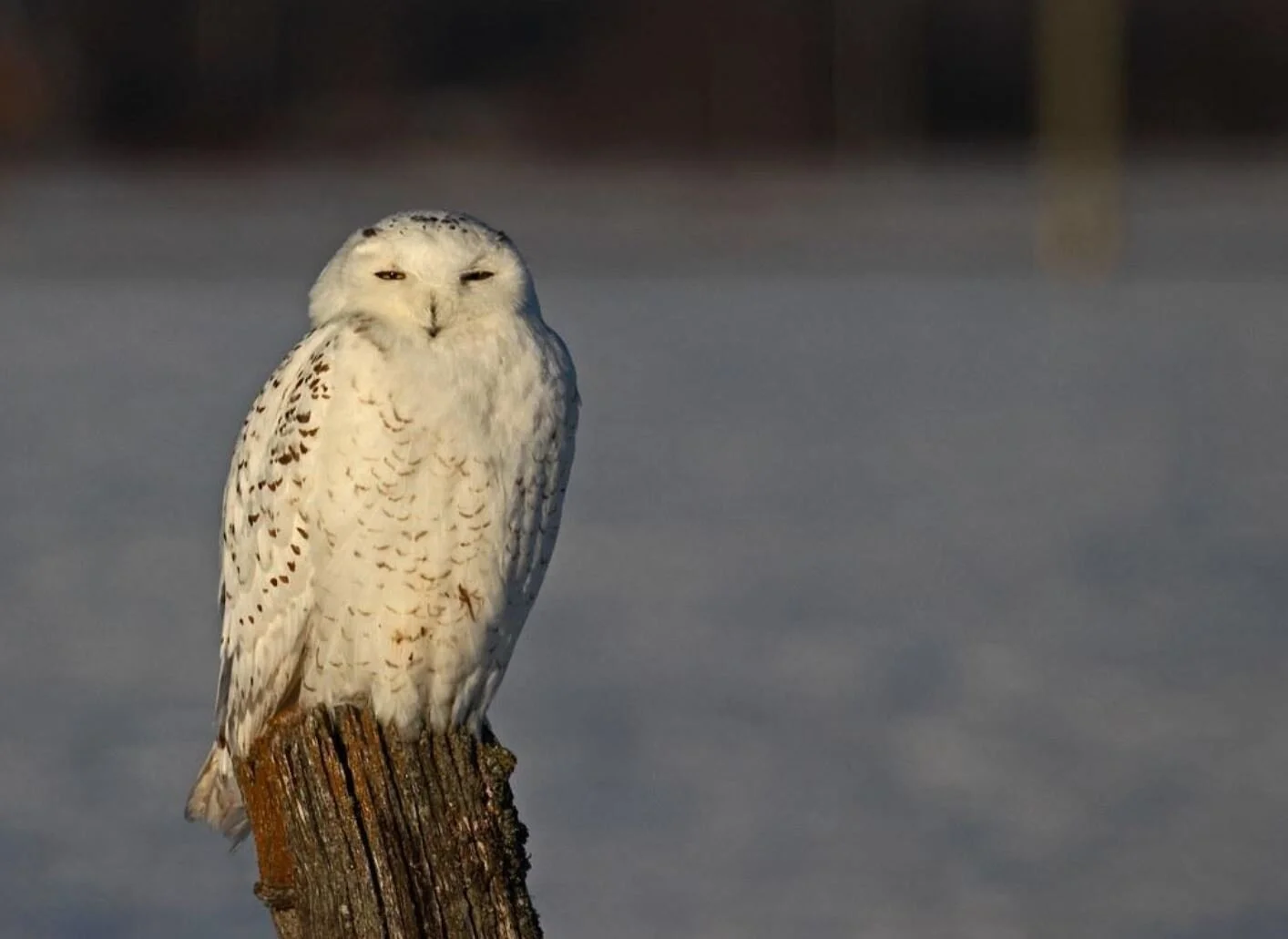 Species Spotlight! Snowy Owl: The Silent Hunter of the Night