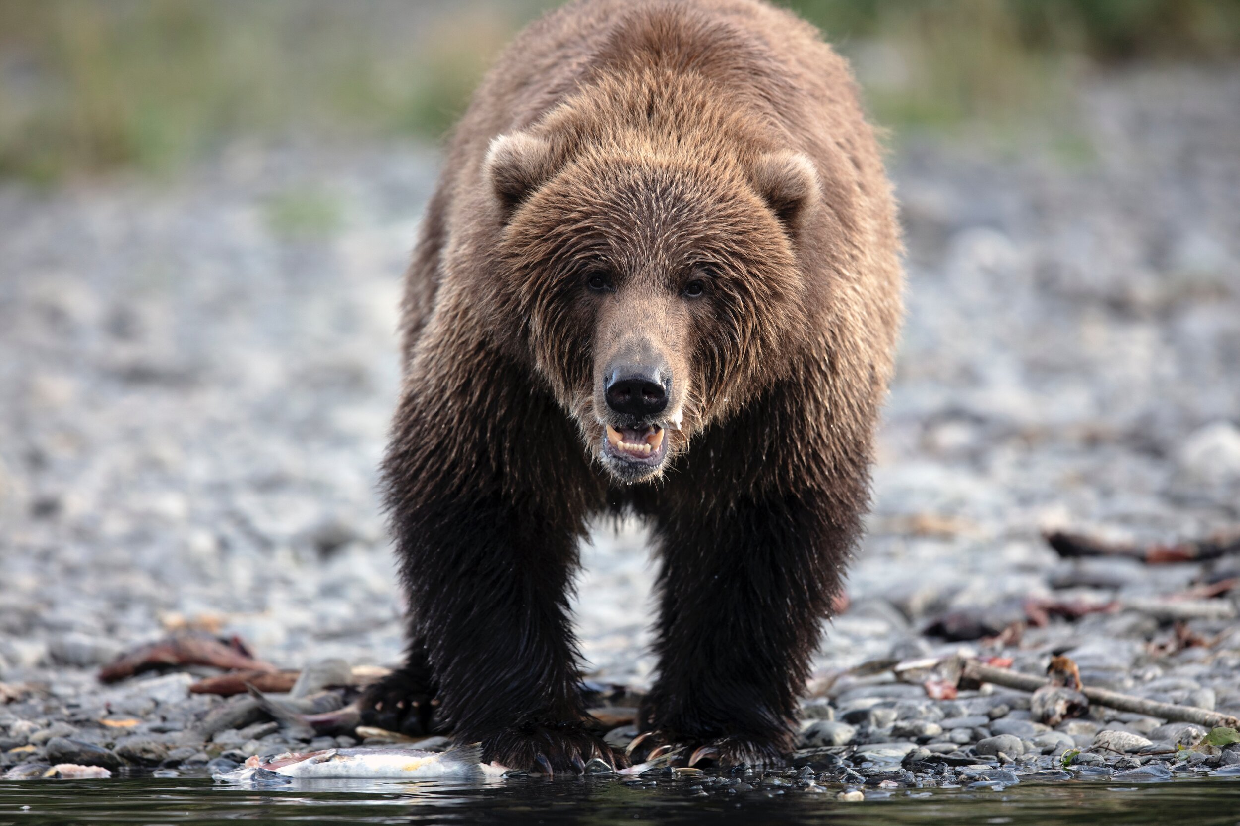 The Kodiak Archipelago: The Importance of the Kodiak Bear in the Naming ...