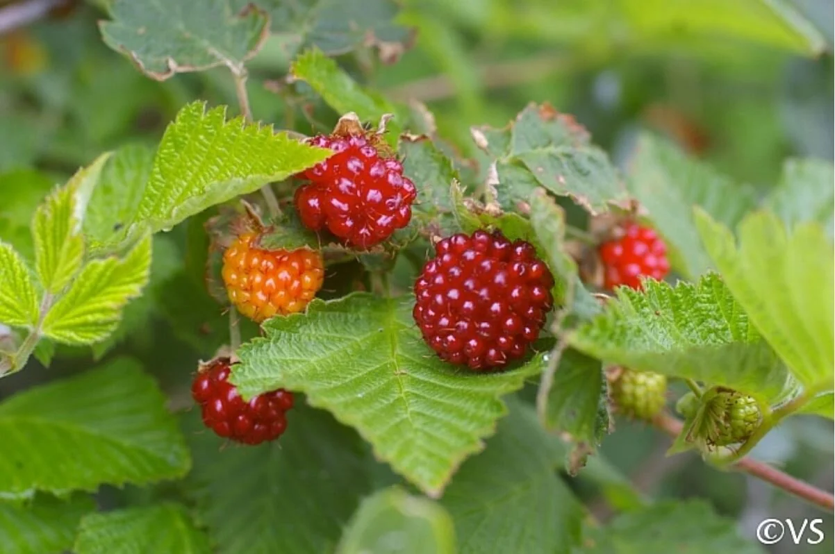Alaska's Wildlife-Inspired Place Names: Plants Edition