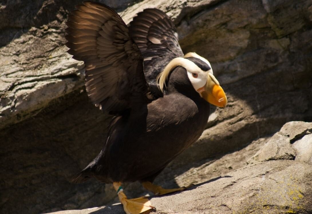 Tufted puffins denied Endangered Species Act protections - OPB