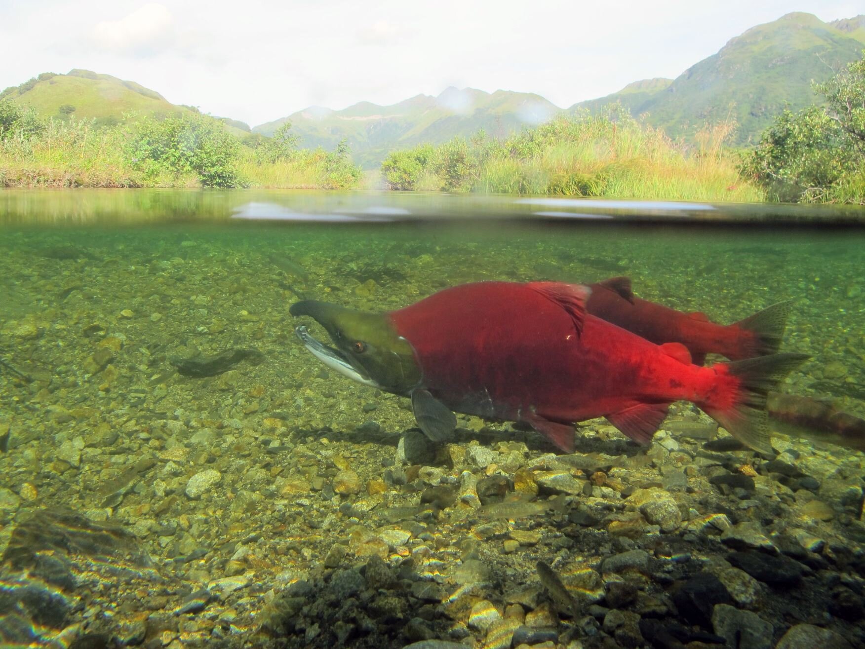 Sockeye Salmon: Hooked Jaws and Red Backs — Alaska Wildlife Alliance (AWA)