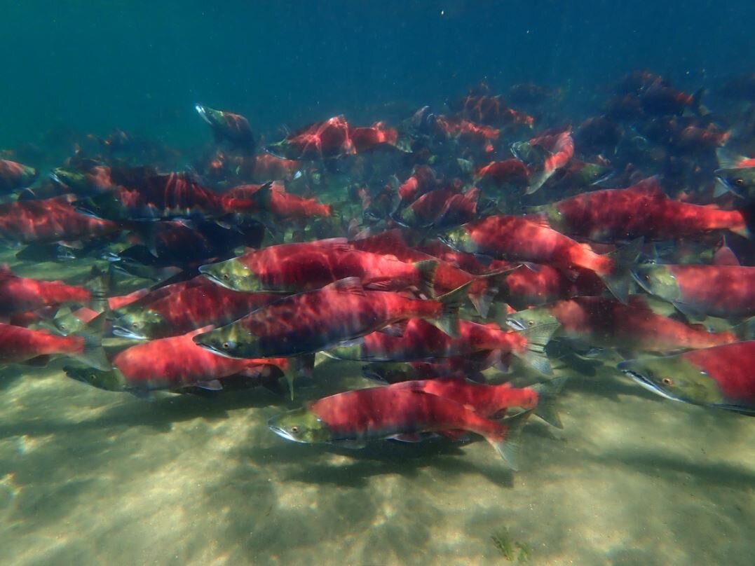 A school of salmon