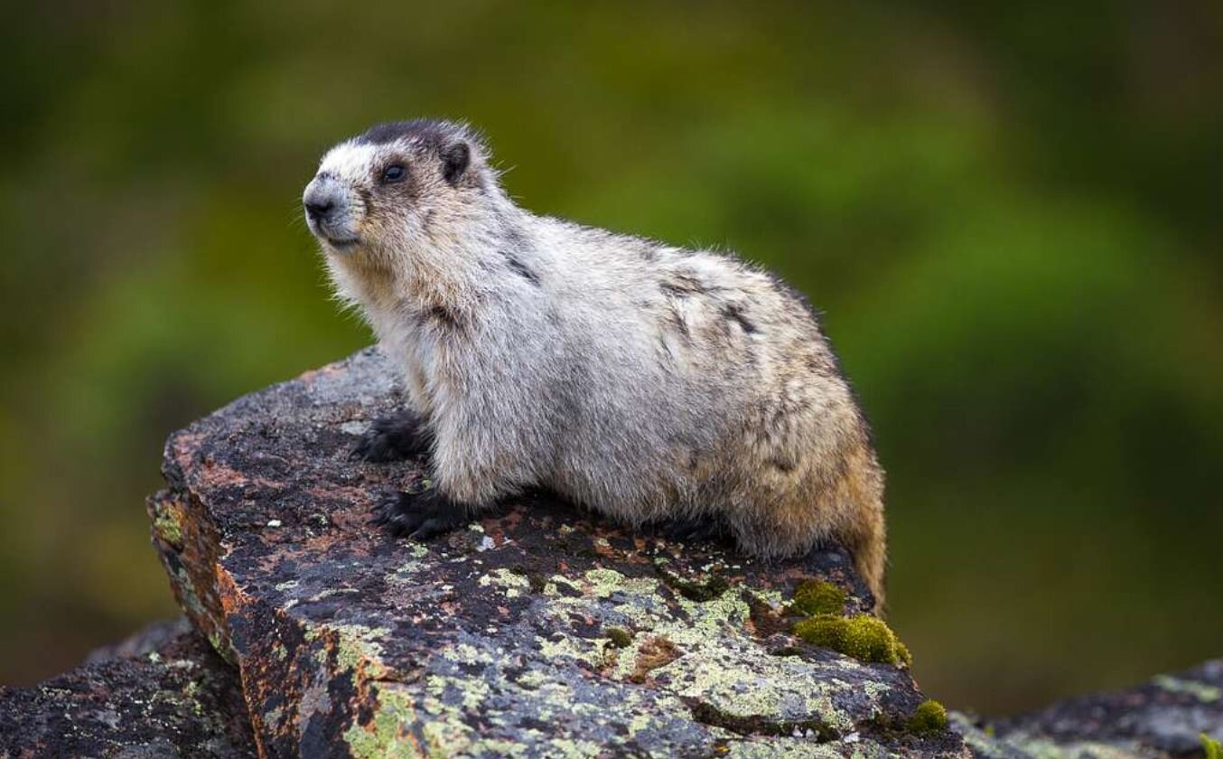 Hoary Marmot: Small but Mighty Rodent — Alaska Wildlife Alliance (AWA)