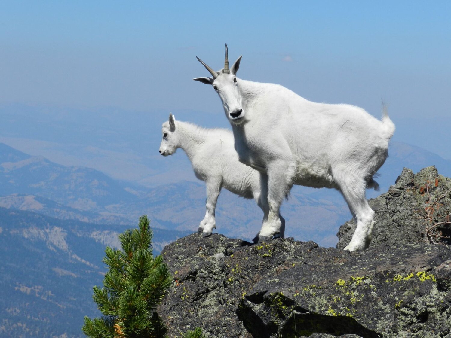 Mountain Goat: A Strong Climber in Extreme Conditions — Alaska Wildlife  Alliance (AWA)