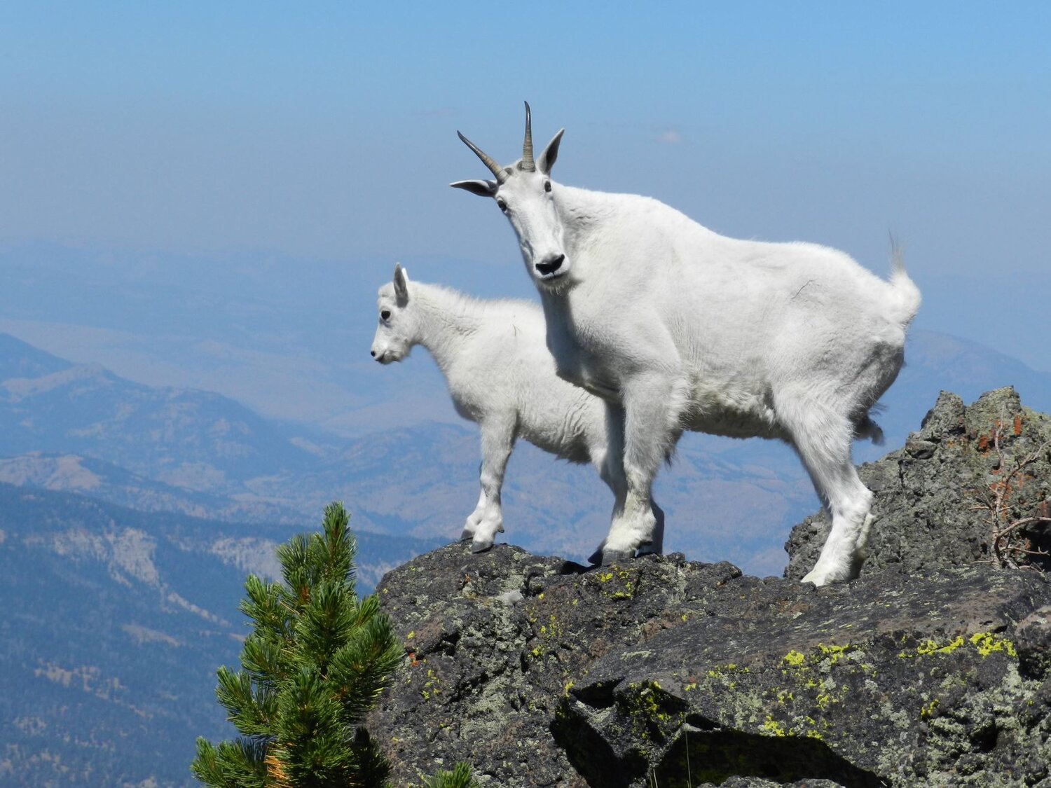 Mountain Goat: A Strong Climber in Extreme Conditions — Alaska