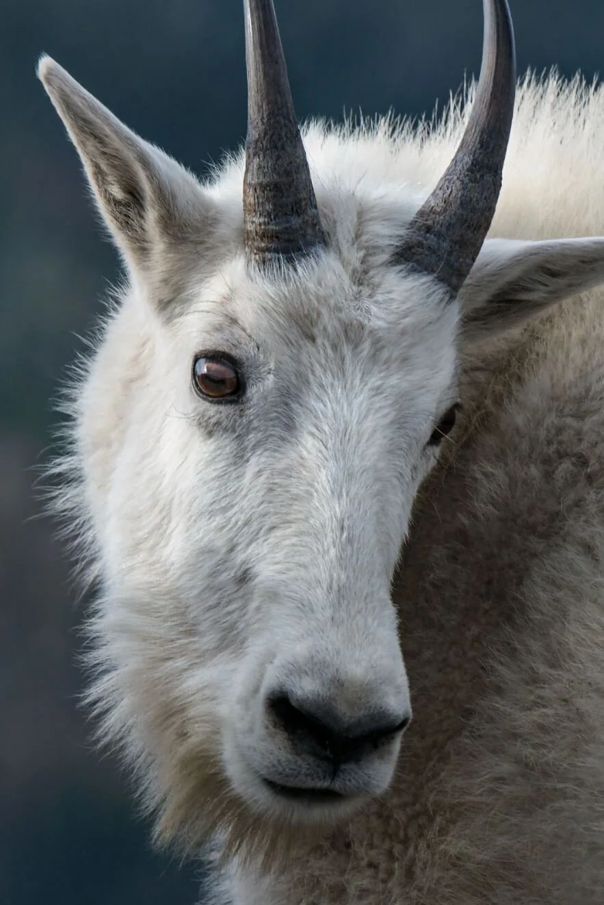 Types Of Wild Goats , Capra (genus) – VYTT
