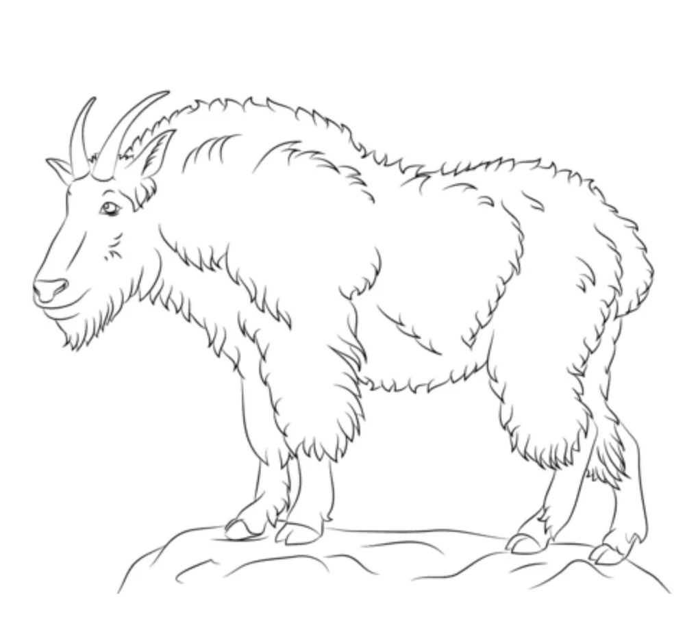 Mountain Goat A Strong Climber In Extreme Conditions Alaska Wildlife Alliance Awa