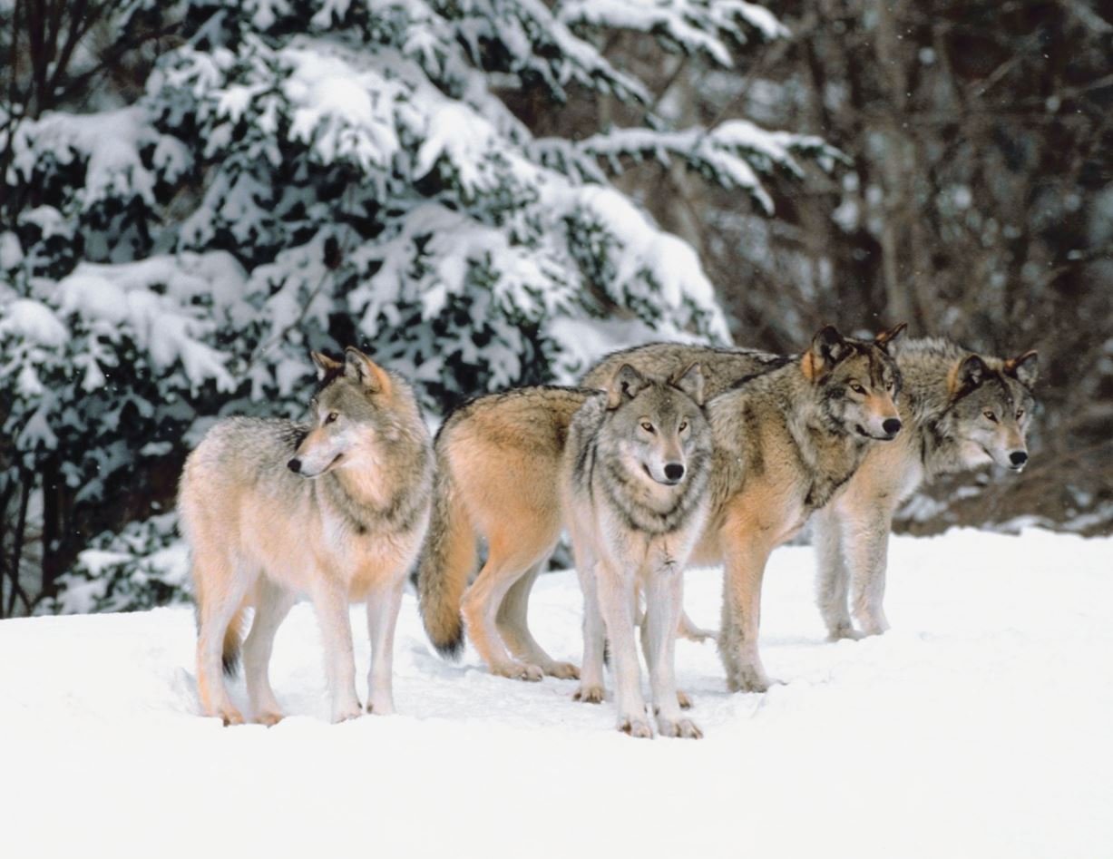 Wildlife Wednesday: Board of Game Proposals