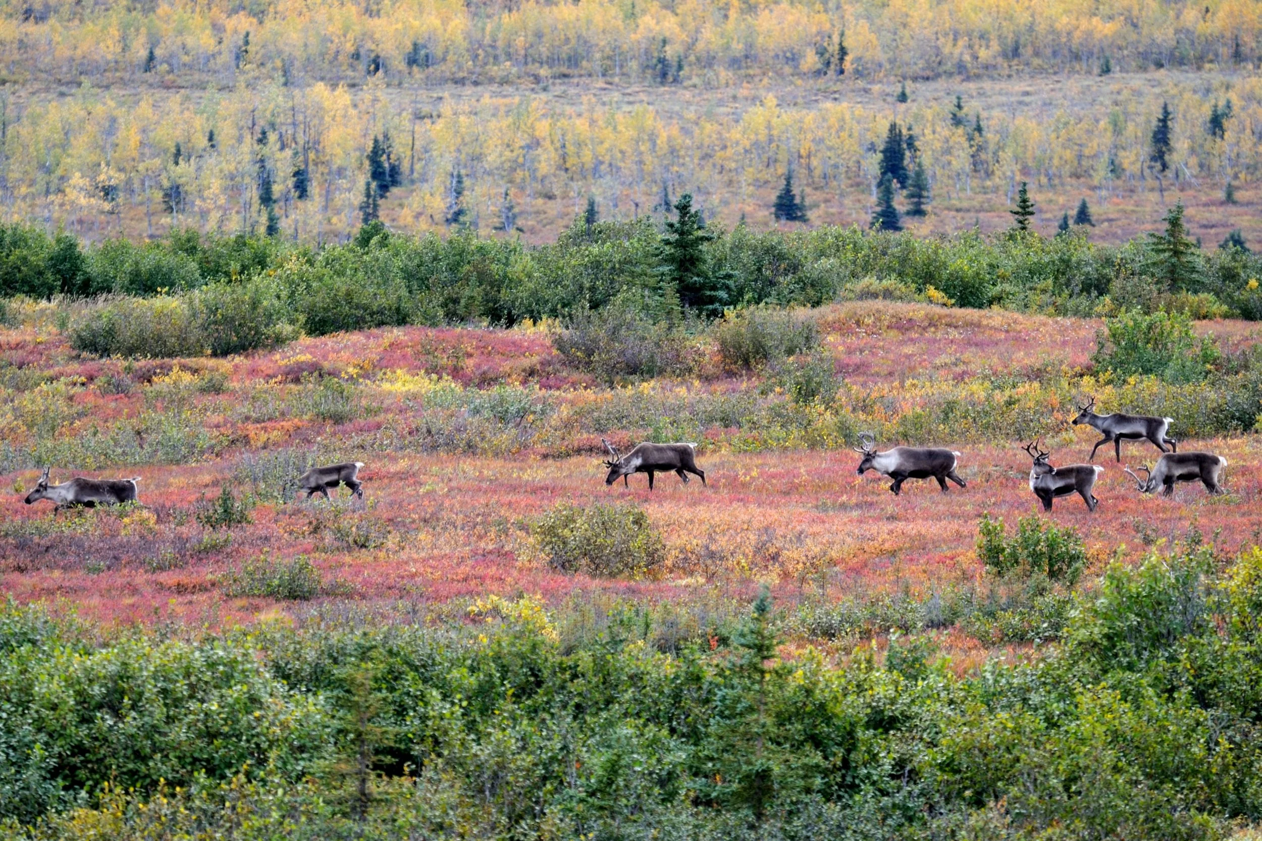 In the News: Environmentalists and Alaska villages continue court challenge of permits for Ambler Road project