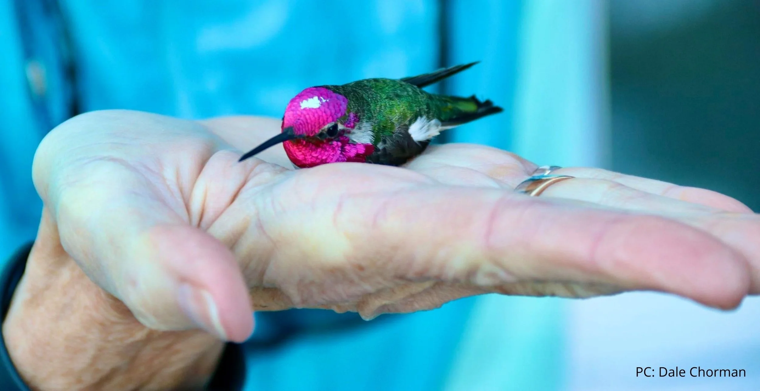 Wildlife Wednesday (Kenai Peninsula Chapter): The Status of Anna’s Hummingbird in Southcentral Alaska