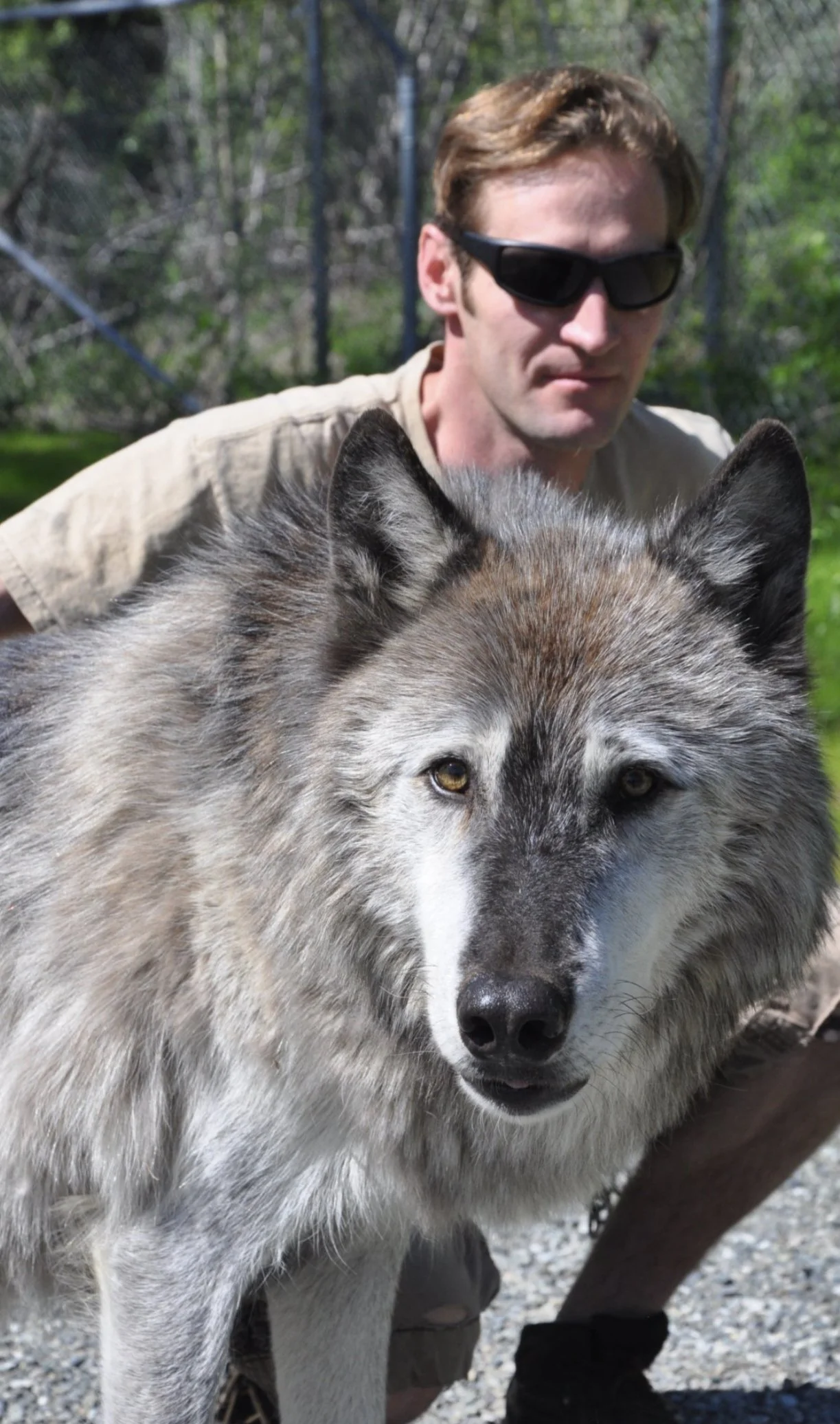Wildlife Wednesday (Kenai Peninsula Chapter):  Wolves: a natural and supernatural history