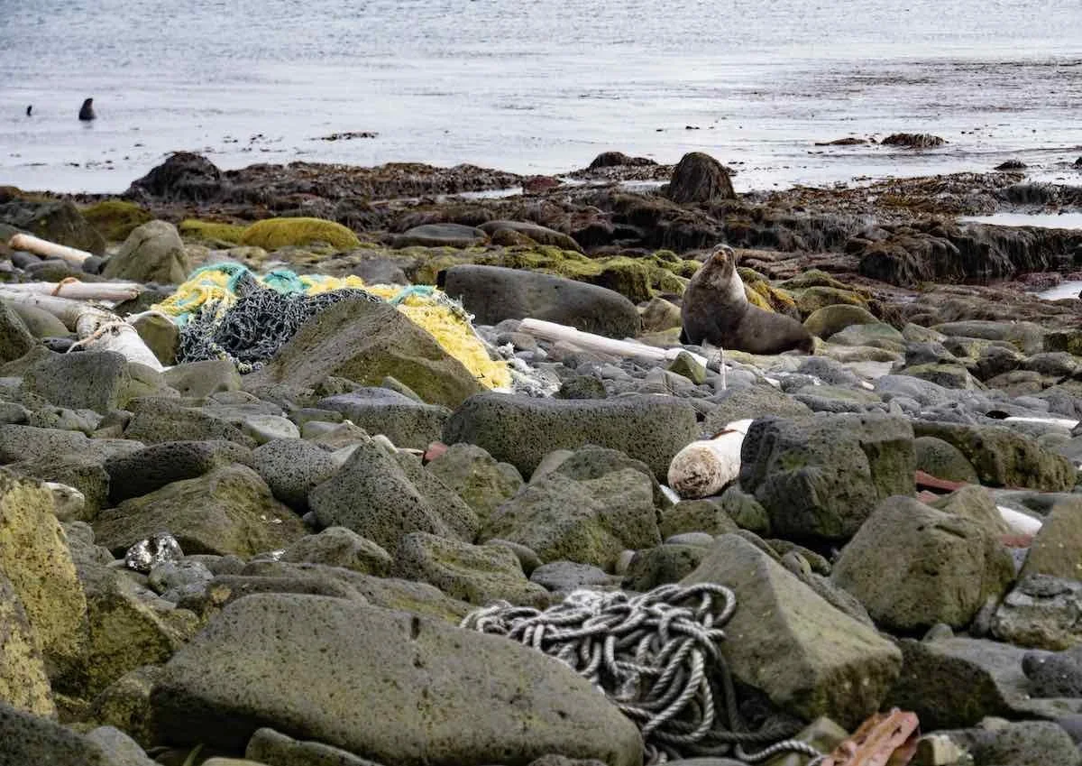 Wildlife Wednesday: Marine debris in the Bering Sea: Combining historical records, toxicology, and local knowledge to assess impacts and identify solutions