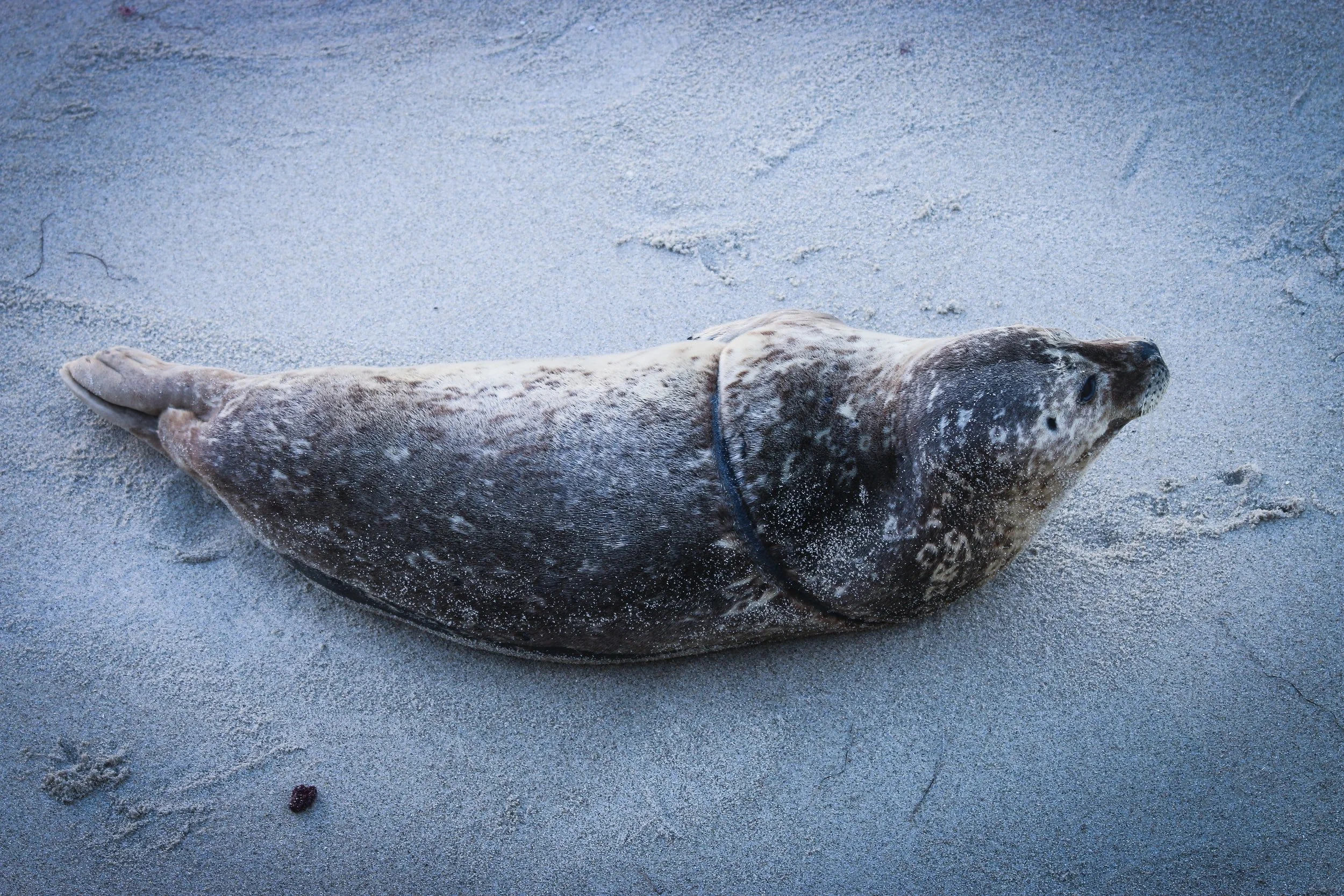 AWA is now a proud partner of the Pinniped Entanglement Group (PEG)!
