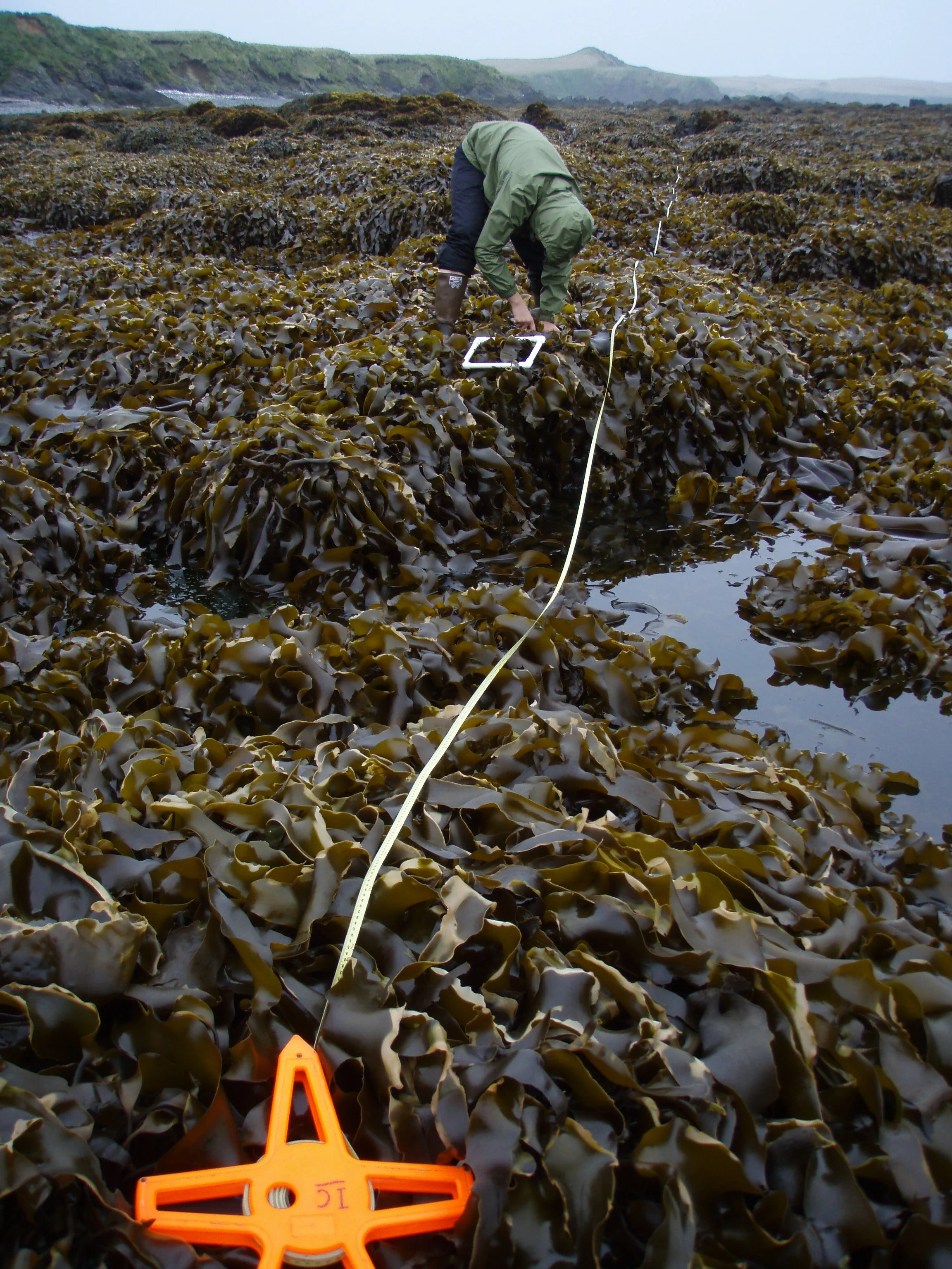 SE Chapter Wildlife Wednesday: Rats in Alaska with Jen Curl