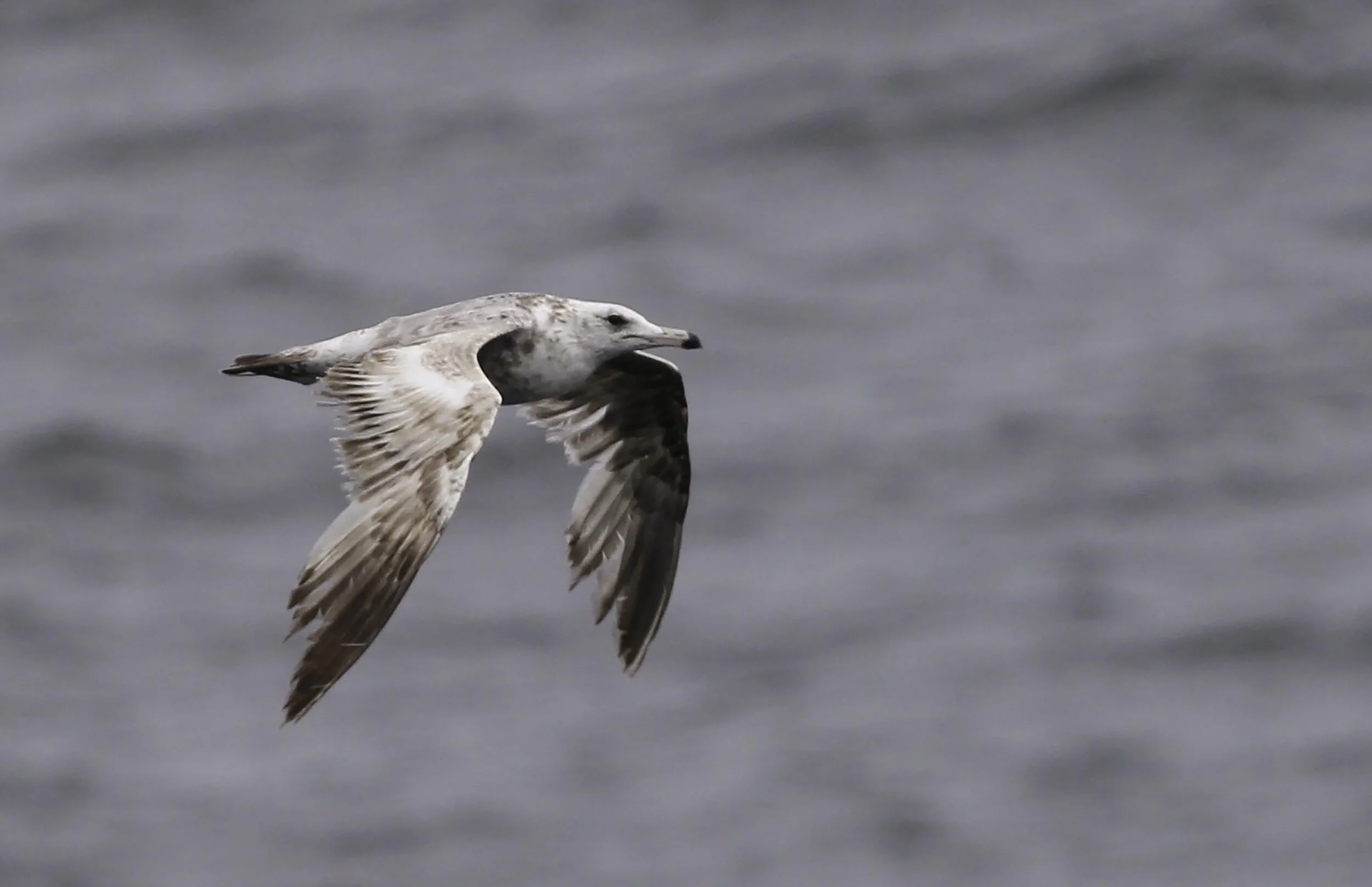 Another publication! Geographic Origins of Shorebirds Using an Alaskan Estuary during Migration