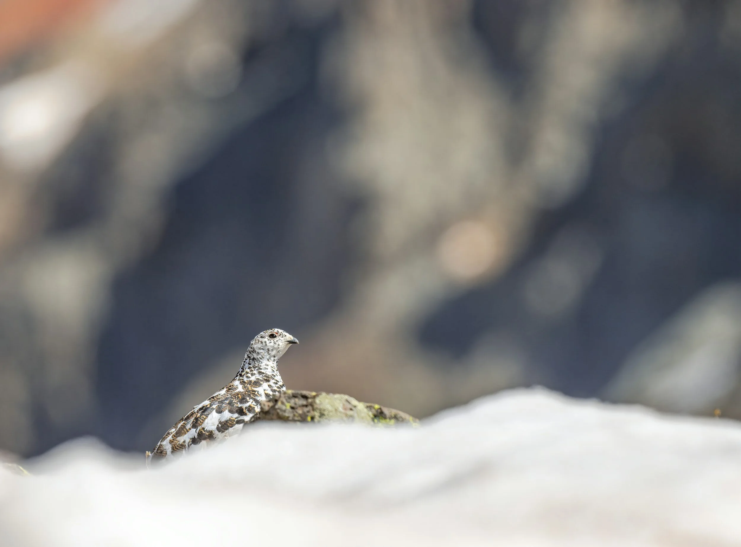 Our Comments on the Arctic Board of Game Proposals