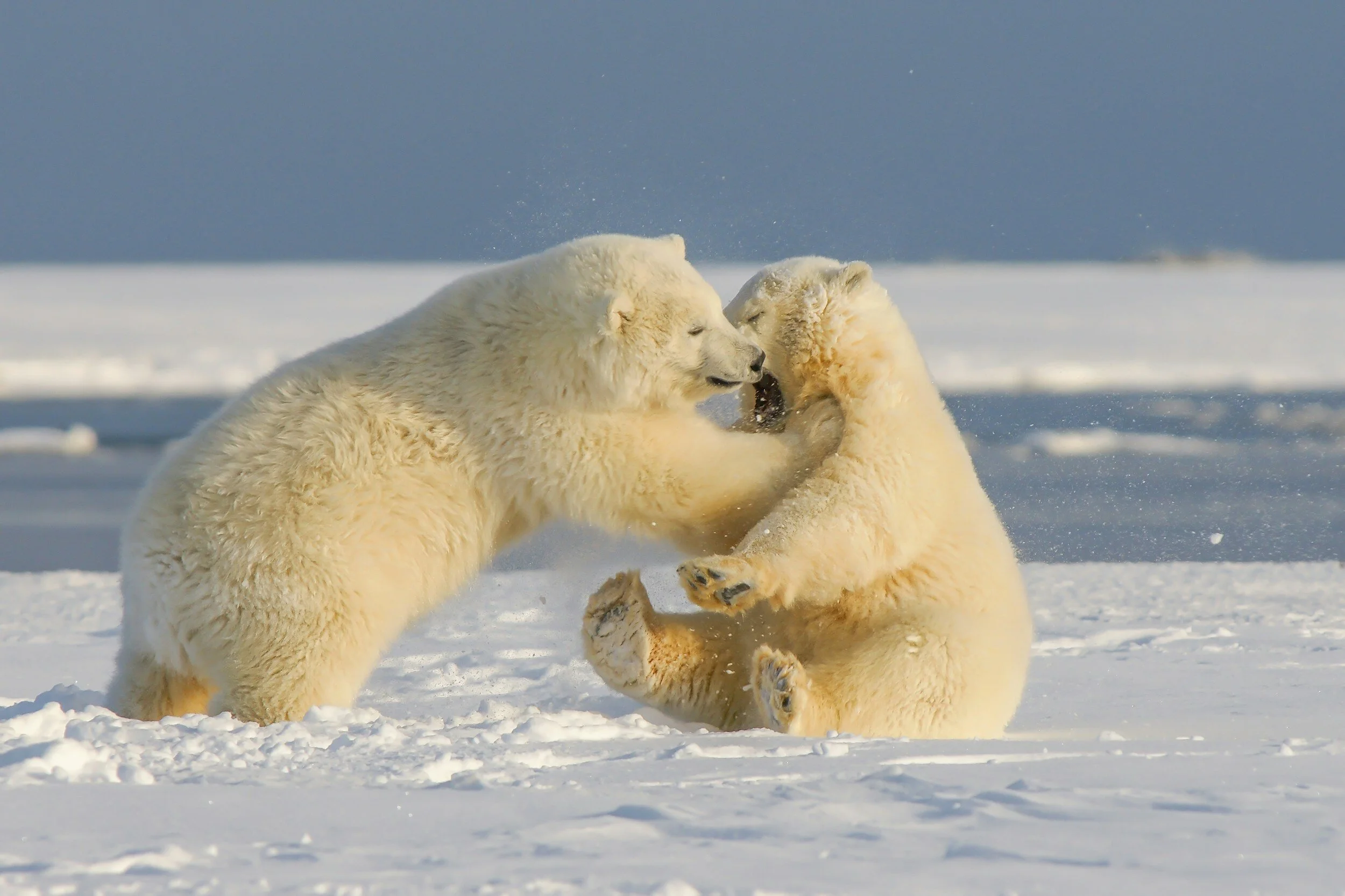 Victory in Our Lawsuit to Protect Beaufort Sea Polar Bears!