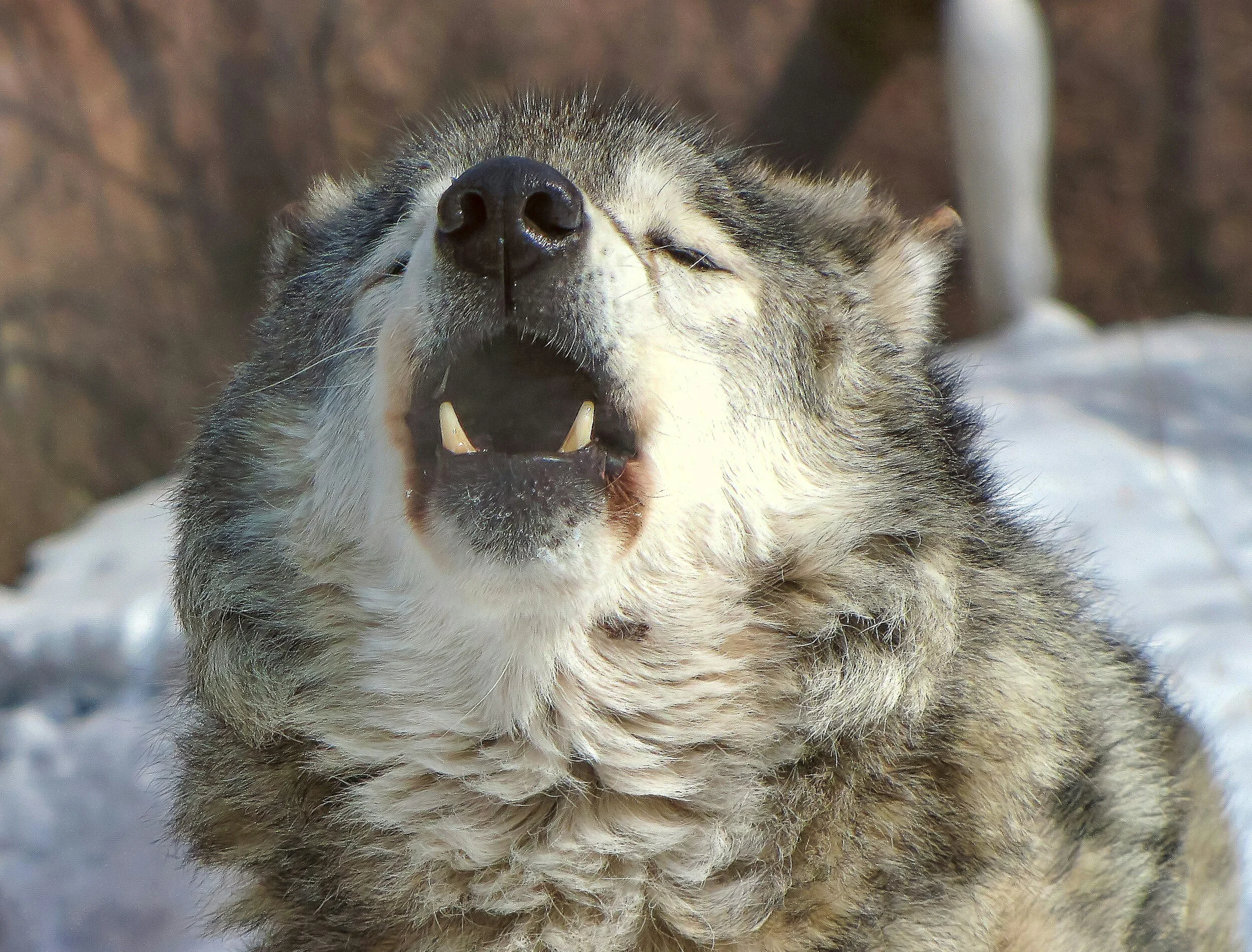 Action Alert: Strengthen Protections for National Wildlife Refuges