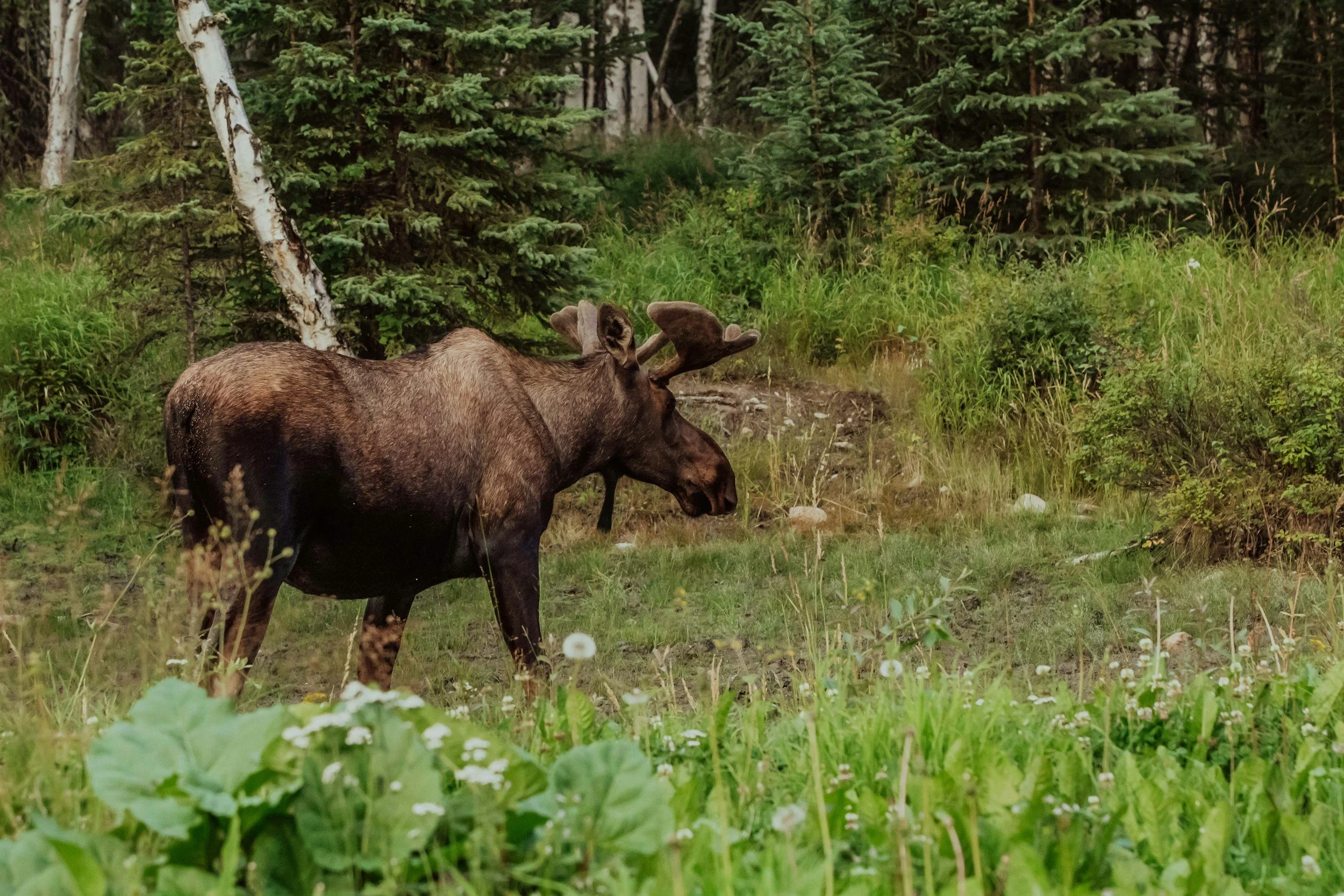 Victory! BOG Adopts Proposal for Trap Setbacks on Future Kenai Wildlife Crossings
