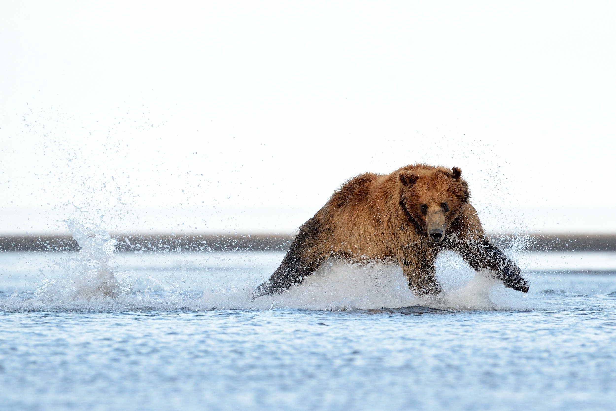   Letting Nature Run Wild    Learn More  