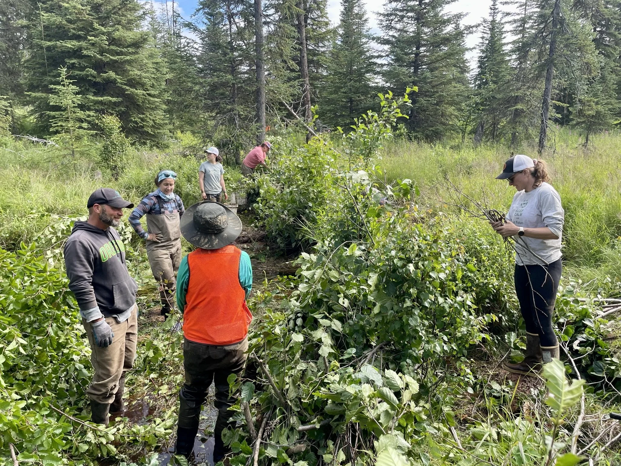  Alder branches were woven together to build the beaver dam analog in 2024 