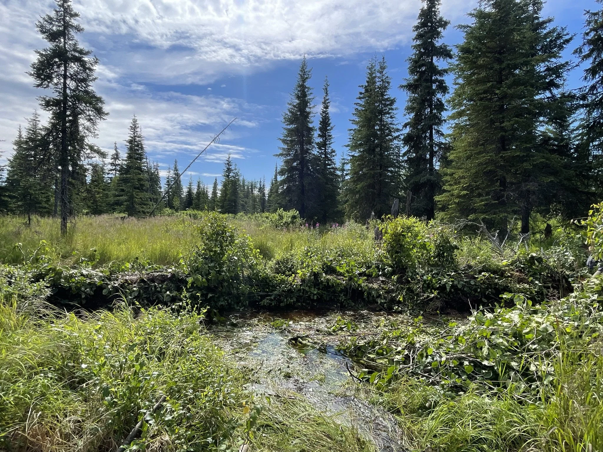  The completed beaver dam analog in 2024.  