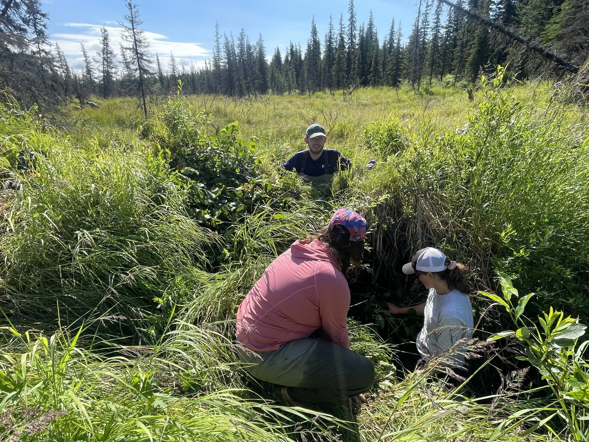  In 2024, we also repaired a beaver dam that had blown out in previous years, shoring up the gap in the dam with alders and sediment. 