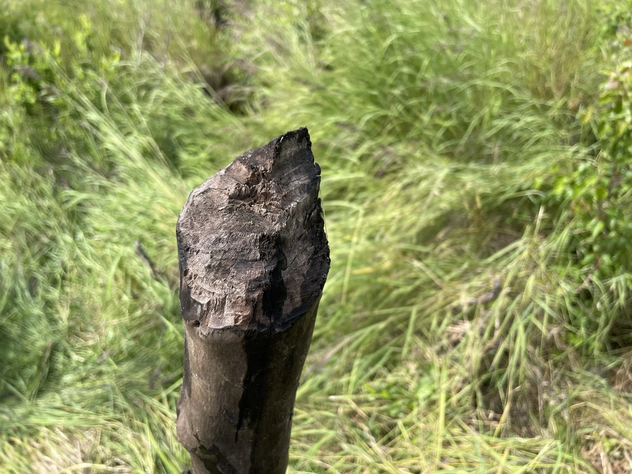  While beavers have largely been trapped out of the area our field sites are in, there is still old sign of beavers. 