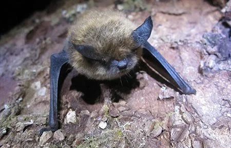Wildlife Wednesday: Nocturnal in the North - Alaska's Bats