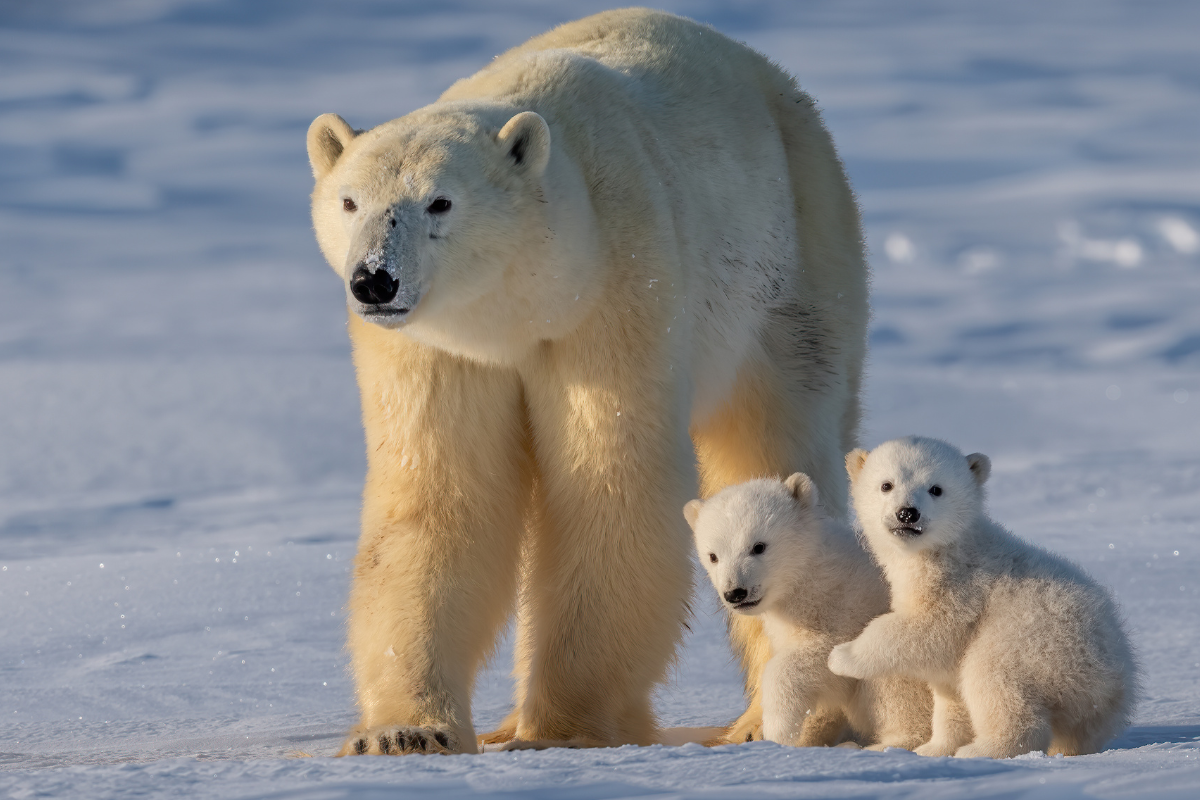 Alaska Wildlife Alliance and Coalition Partners Warn of Lawsuit Over Arctic Refuge Oil Leasing