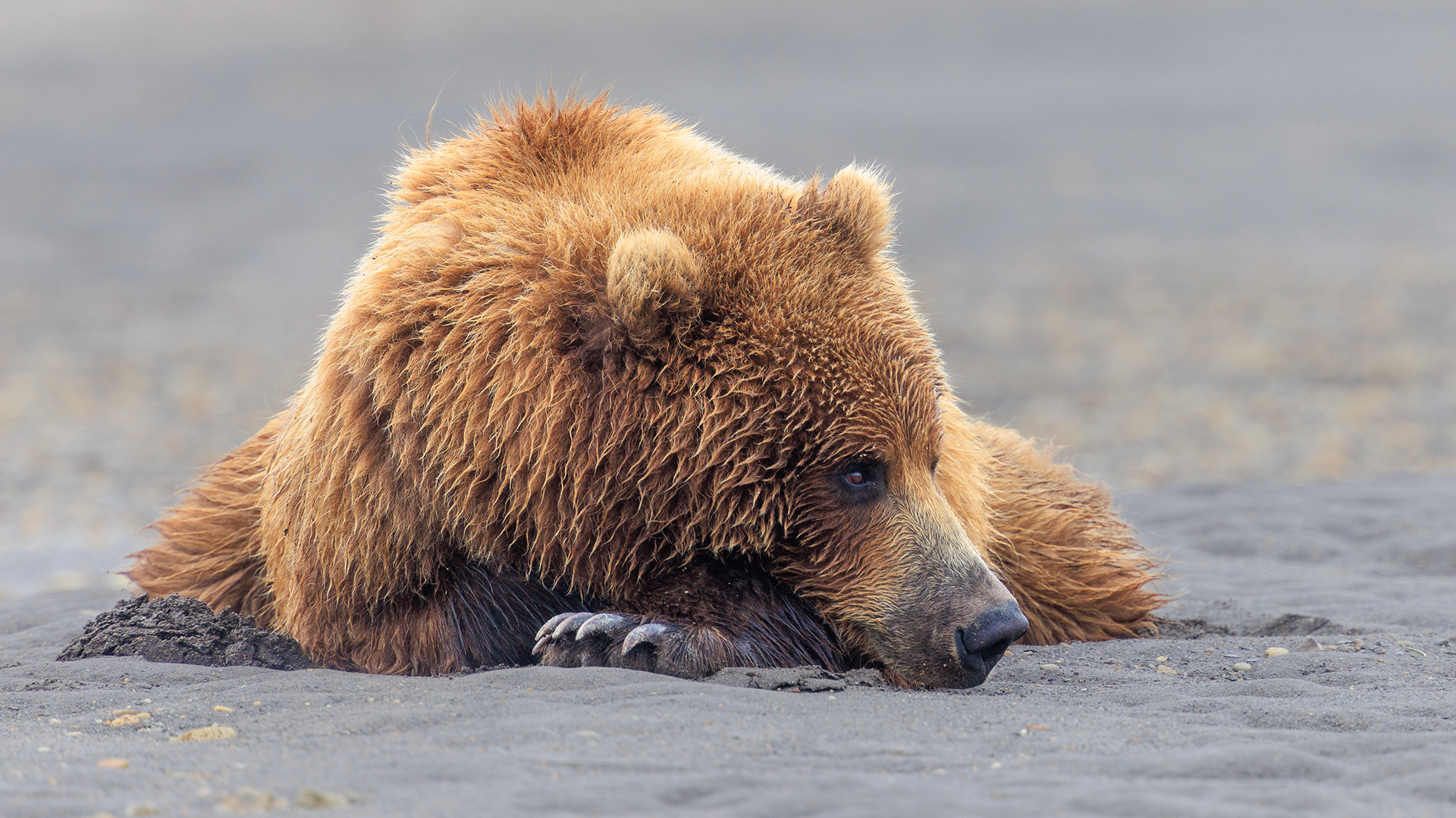 State Ordered to Pay $513,300 to Lawyers for Mulchatna Bear Control Lawsuit