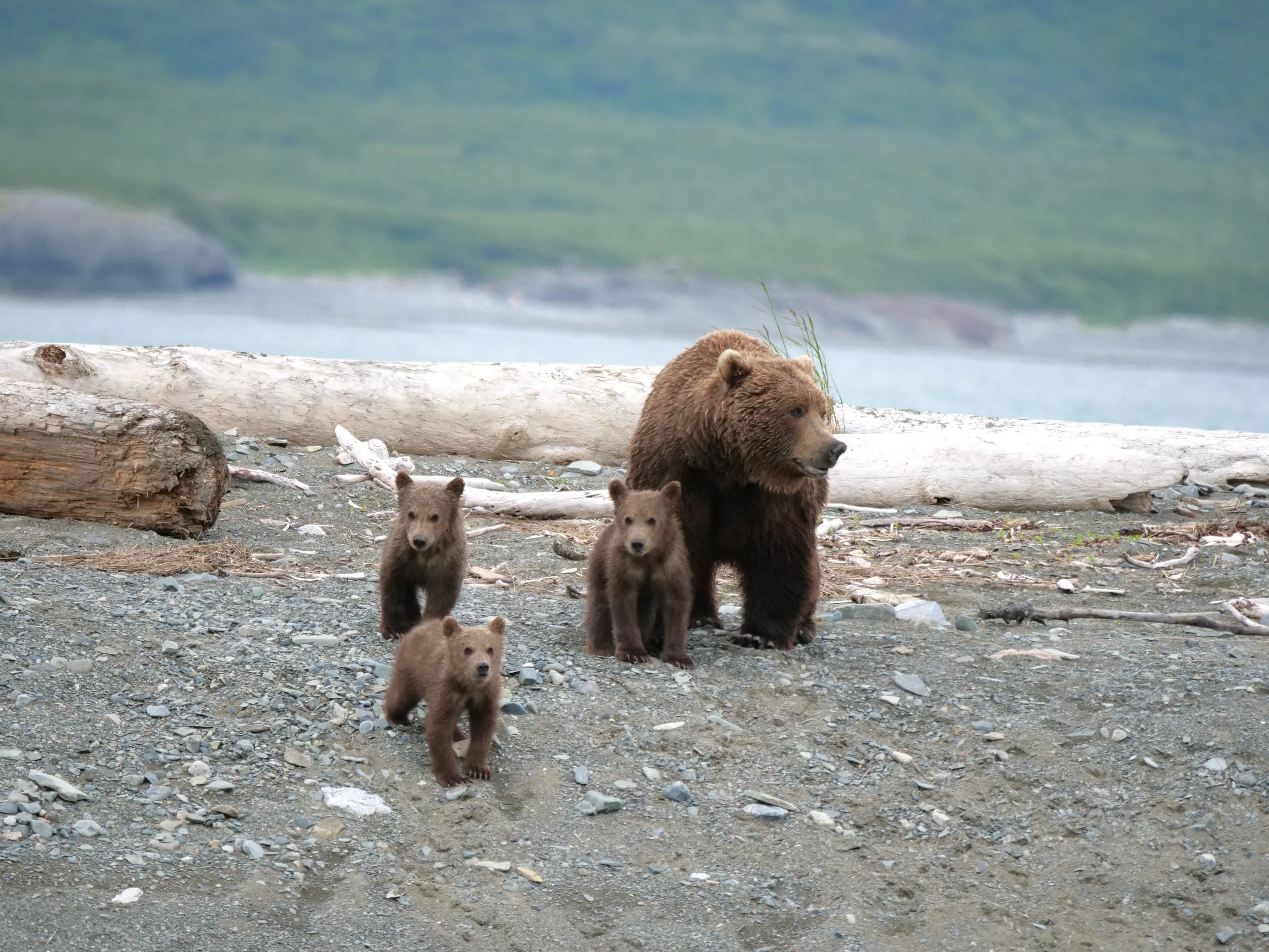 Action Alert: Speak Up for McNeil's Bears