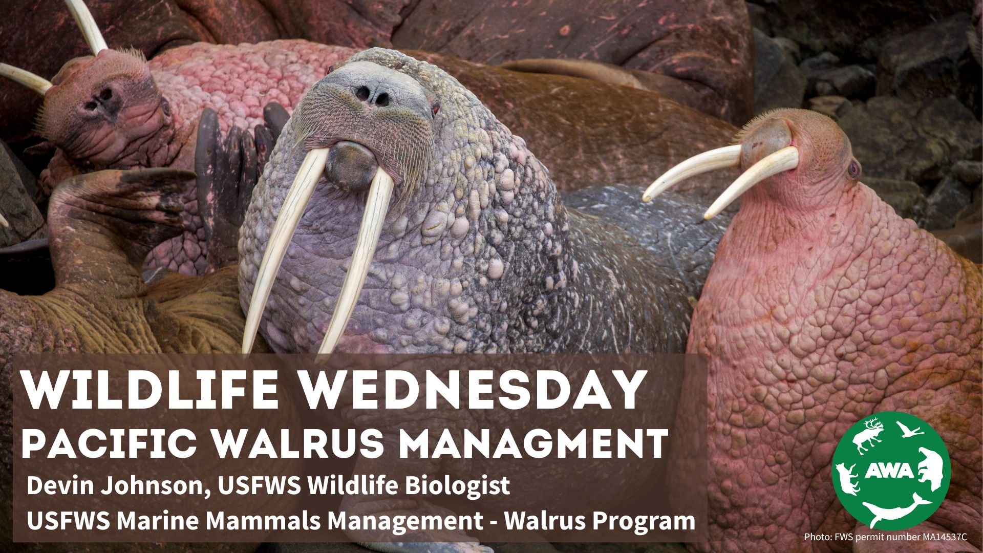 Wildlife Wednesday on Pacific Walruses - Recording Available!