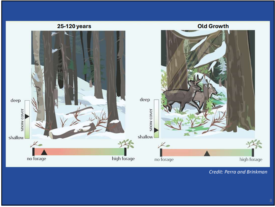 winter old growth.png