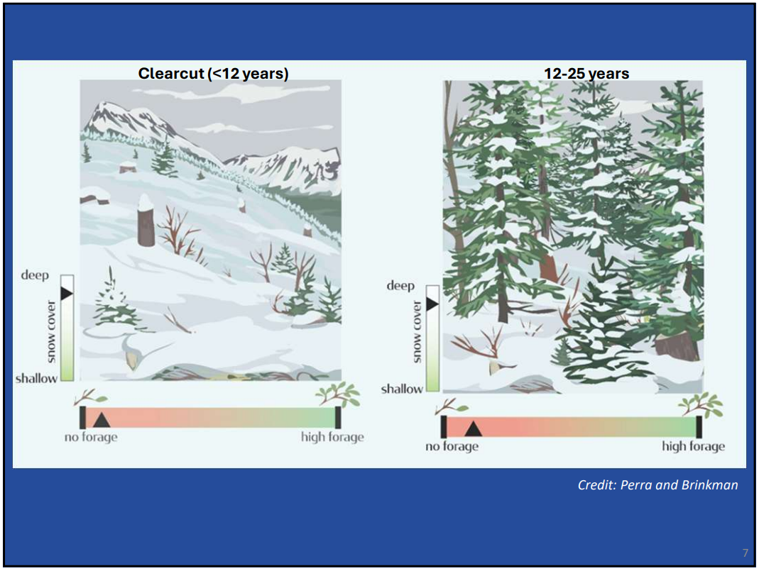 winter clearcut good.png