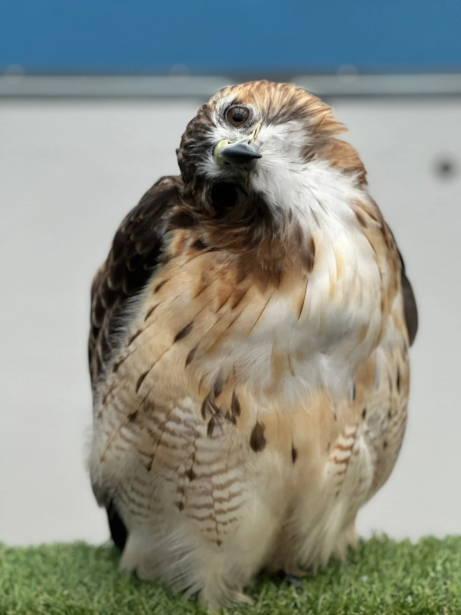Wildlife Wednesday: Avian Adaptations with Bird TLC