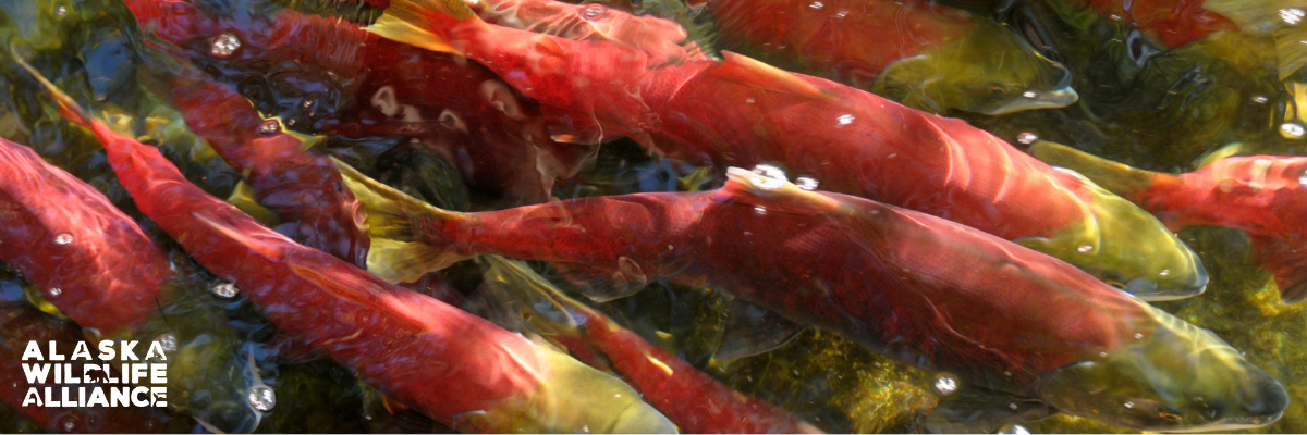 The Cook Inlet Fisheries Report is Here!
