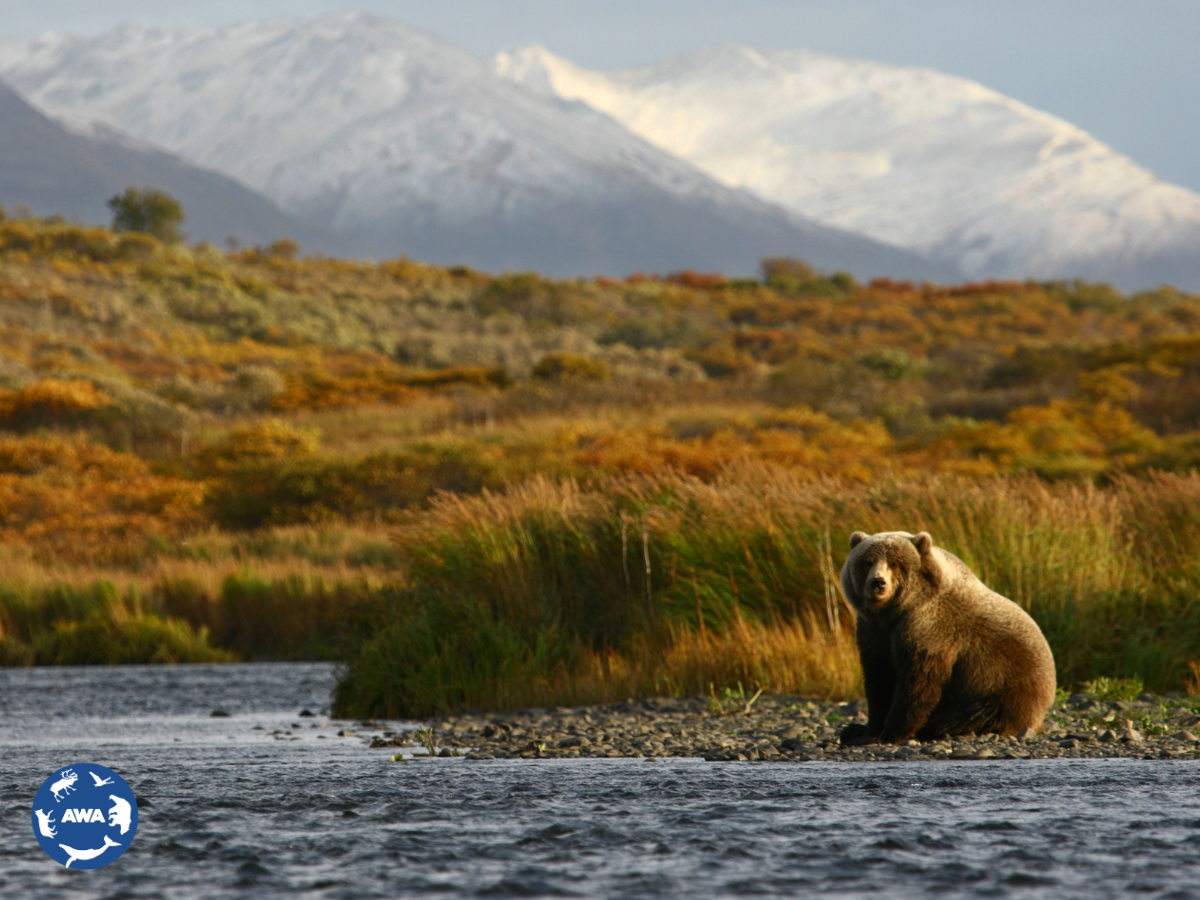 New Hunting and Trapping Regulations in Southcentral Alaska