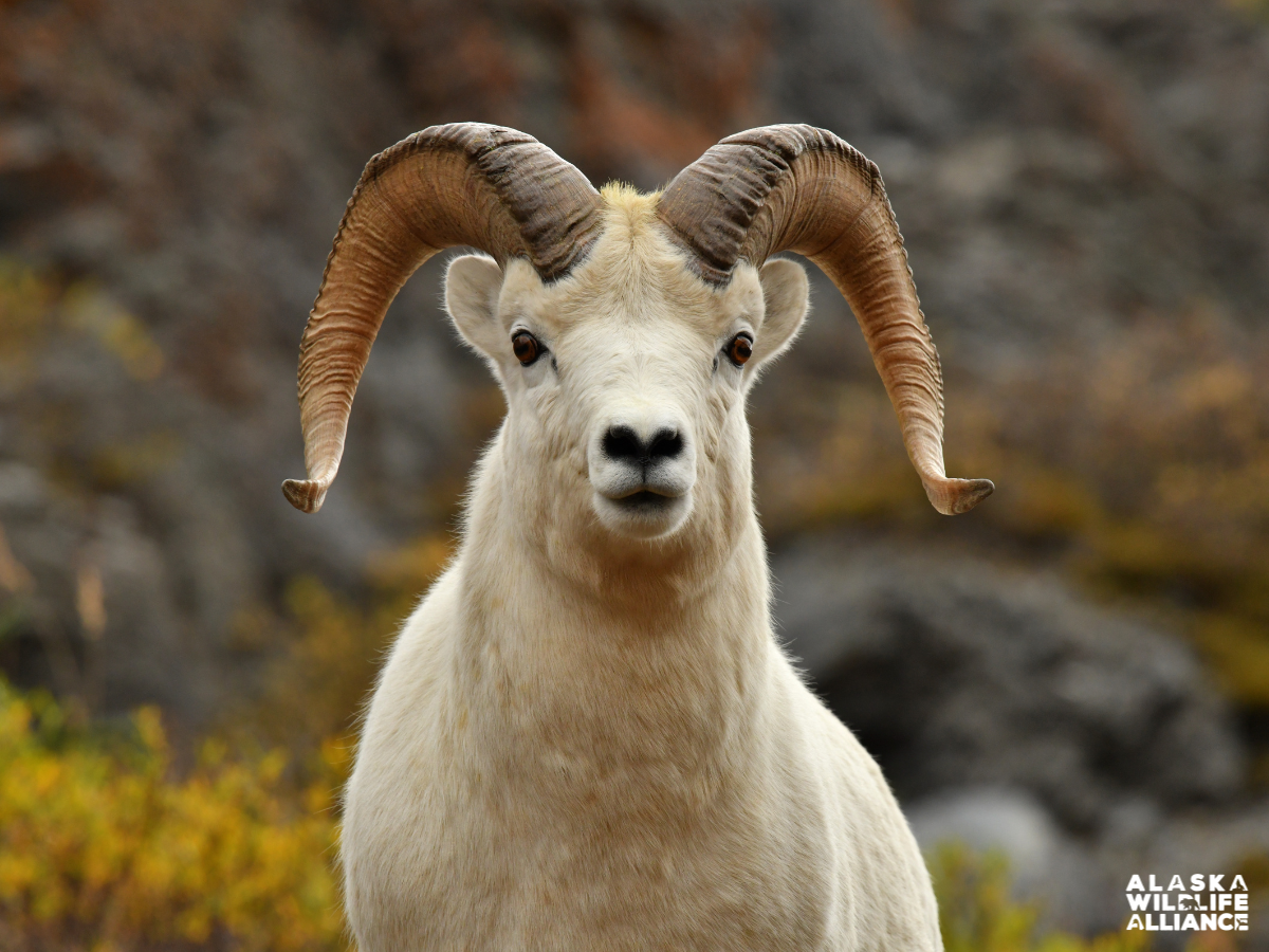 Wildlife Wins: Inside the 2026 Board of Game Season