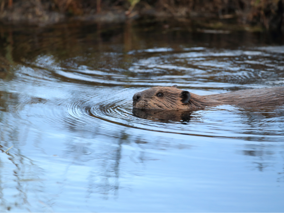 Bad Beavers Wanted